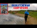 Video Thumbnail for Carp Spawning Caught On Camera (Qu'Appelle River, Saskatchewan)