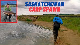 Carp Spawning Caught On Camera (Qu'Appelle River, Saskatchewan)