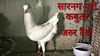 preview picture of video 'Sarangpuri kabootar ahemdabad kabutar ki duniya'