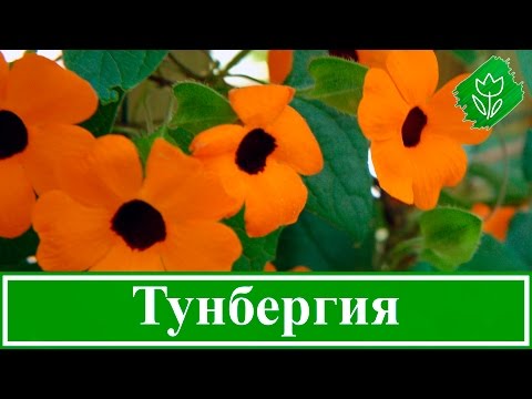 Тунбергия (Тunbergiya): выращивание, посадка и уход