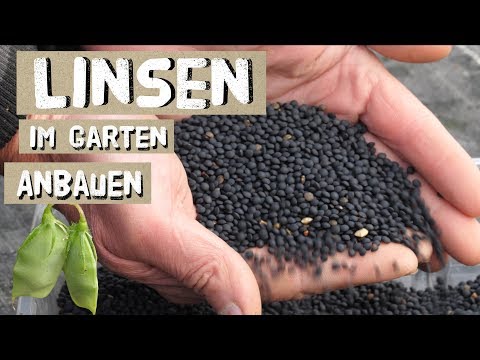 Growing, harvesting, and threshing lentils yourself - Beluga lentils in the garden