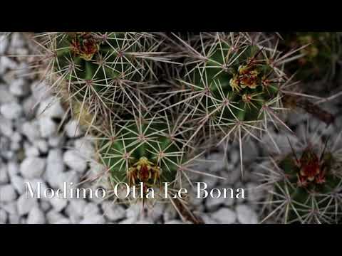 Villager SA ft. Dios 1D - Modimo Otla Le Bona