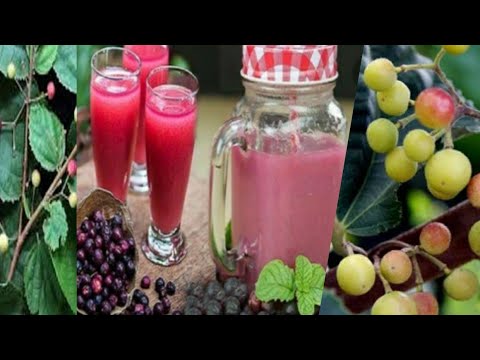 How to grow falsa plant at home|| falsa fruit wala plant