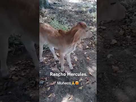 Amo el salvador en especial chálate san Antonio los ranchos 🤠♥️🙏..