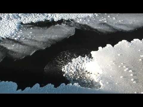 Arctic river - Cinclus Cinclus - White Throated Dipper