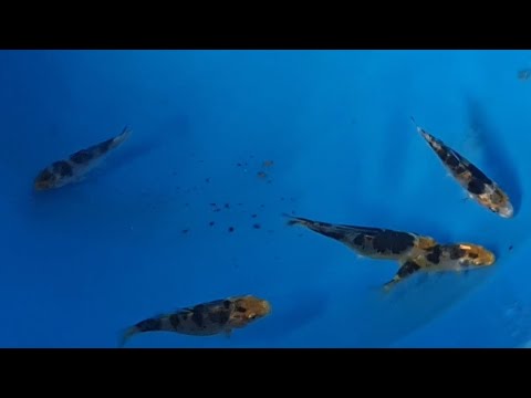 A CLOSE UP!  Koi Breeding 2020 - 6/2 EP10