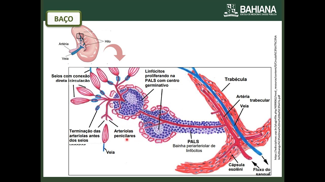Videoaula -  Histologia do Baço