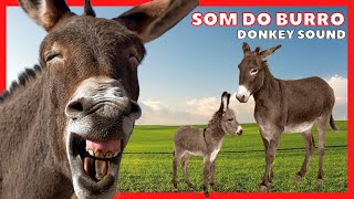 Som do Burro  |  Som do Jumento  |  Burro Relinchando  |  Som do Jegue relinchando