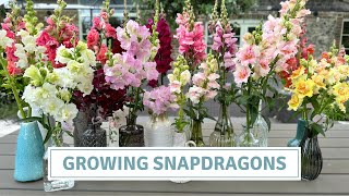 Sowing And Growing Snapdragons For Colour In Bouquets And The Garden // Cottoverdi