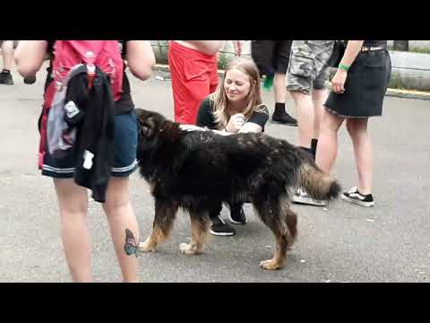 GODNOISE Harryfest Baška 2023