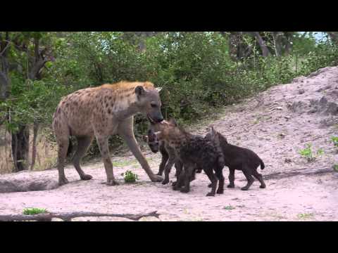 download lagu mp3 mp4 Hyena Eyes, download lagu Hyena Eyes gratis, unduh video klip Hyena Eyes
