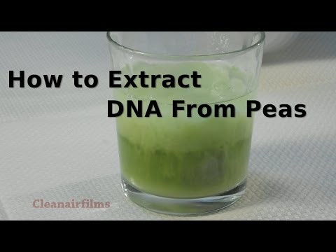 How To Extract DNA from Peas | Science Experiment