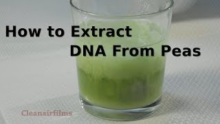 How To Extract DNA from Peas