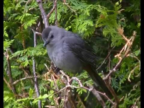 Gray Catbird singing