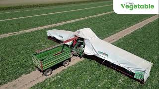 Stangl Vegetable - Comuna Husasau de Tinca, Bihor, Romania