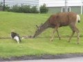 Cranbrook Deer. Dog vs Deer Fight. Warning ...