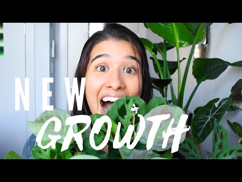 5 FAST GROWING PLANTS That Make Me a Proud Plant Mama | NEW GROWTH on My House Plants and Flowers!