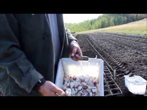 download lagu mp3 mp4 Great Northern Garlic Company, download lagu Great Northern Garlic Company gratis, unduh video klip Great Northern Garlic Company