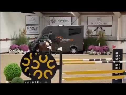Comthago VDL (Comme Il Faut x Carthago Z)  2nd in the CSI 1* Grand Prix in Peelbergen