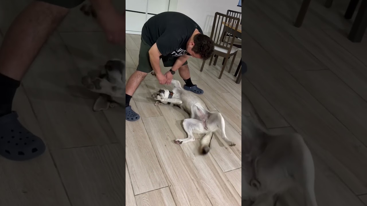 Enlarge Noodles, a Adoptable Husky in San Diego, CA video 6/6