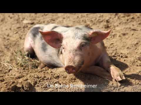 , title : 'Varkens zijn er in soorten en maten, slim zijn ze allemaal'