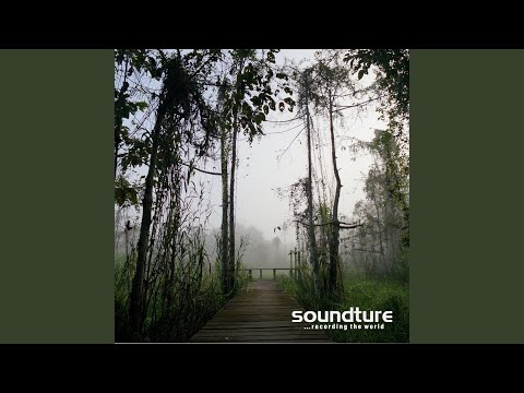 Nature Sounds and Gibbon Calls in the Jungle of Borneo, Pt. 2