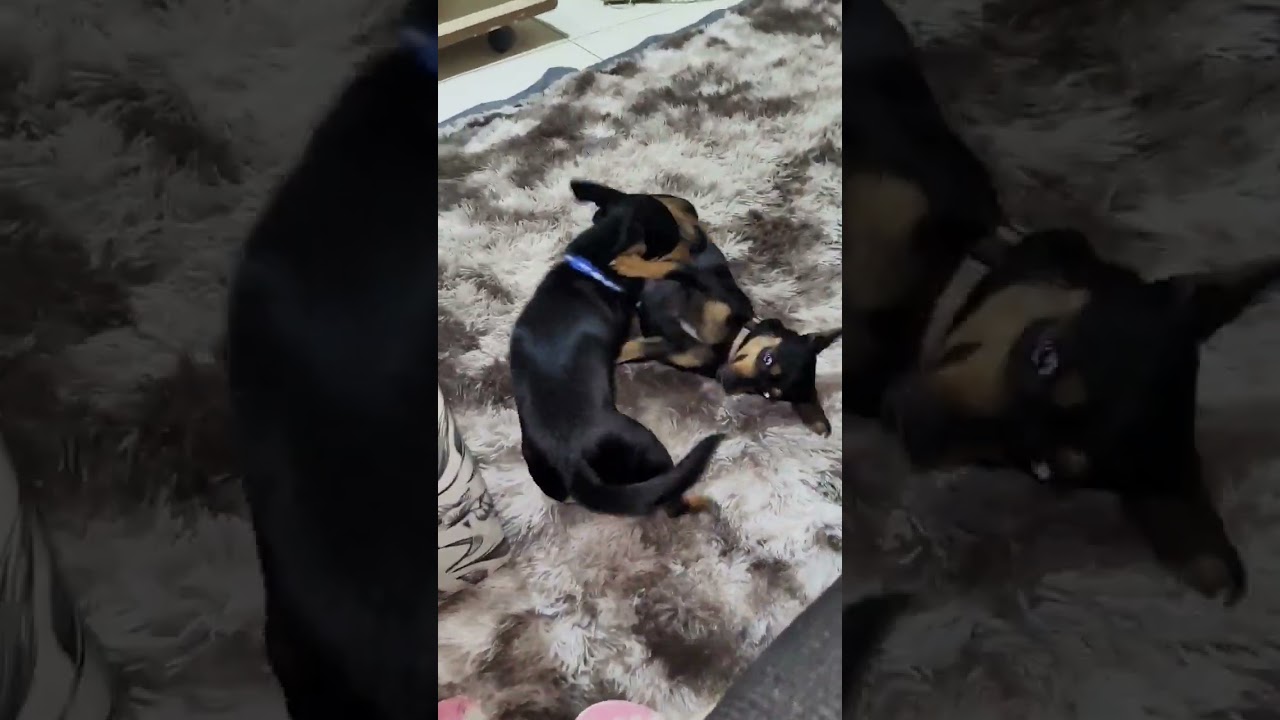 Olha só isso gente, as vezes eles esquecem um pouco meu esposo e brincam bastante!#shorts