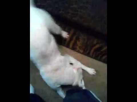 mamma and dog gone wild 252