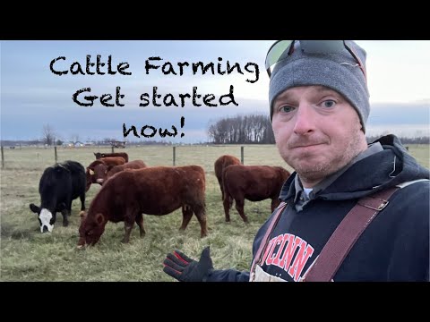 Start Raising Cattle, the basic info needed to get your first cow!