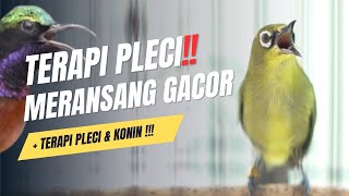 Download lagu terapi air suara alam untuk pleci dan konin yang macet bunyi mp3 Download lagu terapi air suara alam untuk pleci dan konin yang macet bunyi mp3