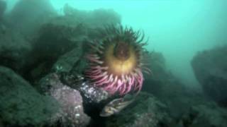 preview picture of video 'Ogden Point Breakwater - SCUBA Dive Victoria B.C.'