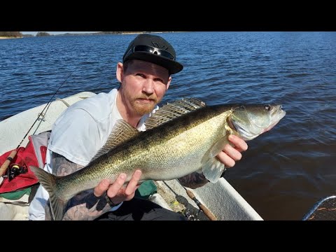 Kevätahvenen jigaaminen | Isoa ahventa jigillä | Sivuosumana hyvän kokoinen kuha