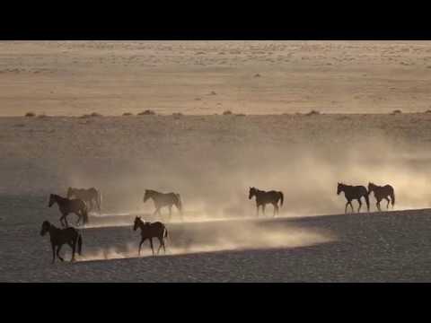 Namib Wild Horses in Garub