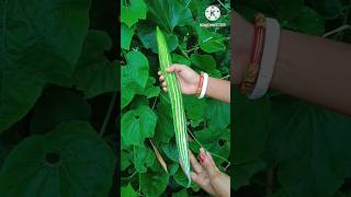 Download lagu চিচিঙ্গা রান্না 🥰☑️chichinga recipe bengali|chiching ranna| easy recipe #shorts #viral #chichinga mp3