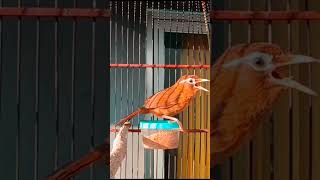 Download lagu SUARA BURUNG WAMBI BETINA MEMANGGIL WAMBI JANTAN mp3