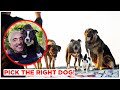 HOW TO PICK THE RIGHT DOG FOR YOU BY CESAR MILLAN