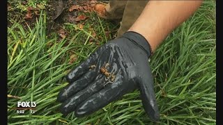 Yellow jackets kill Tampa man