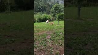 FLASH E SUA NOVA AMIGA GENEVRA