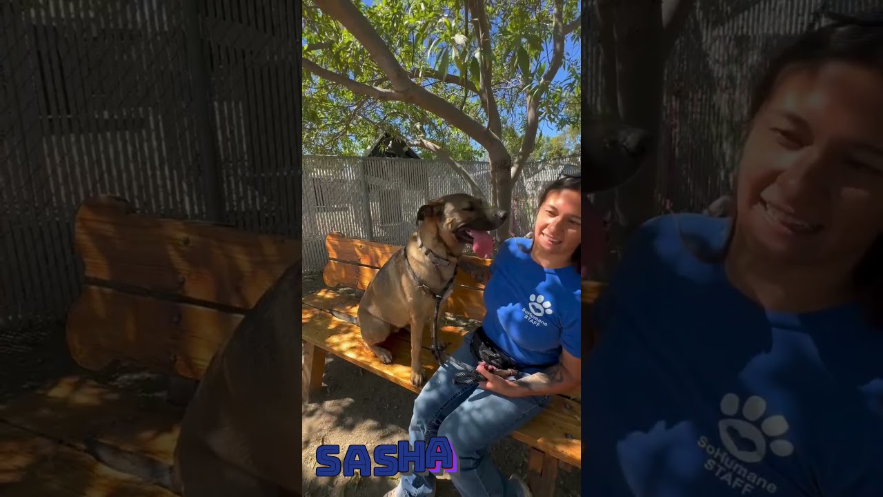 Sasha, a Adoptable Mixed Breed in Medford, OR video 5/5