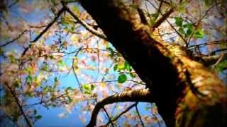 In The Cold Morning Light- Trailer