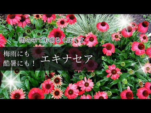 エキナセアを鉢や庭で育てるにはどうすればよいですか？ – 初心者の庭師へのアドバイス  庭園