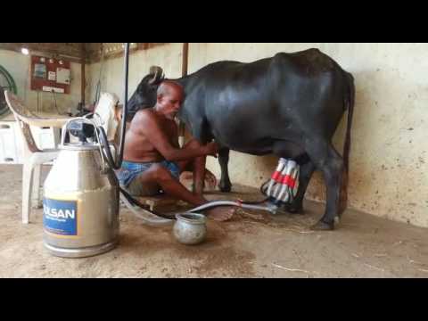 Buffalo Milk Feeding Machine