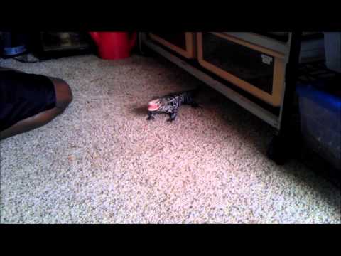 YouTube Video l0KyiqP6njQ