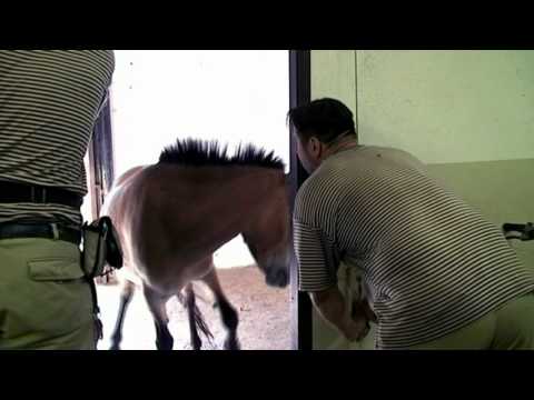 Trénink převaláků