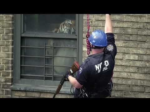 Armand Hammer (Feat. R.A.P Ferreira) - Dead Cars (Official Audio)