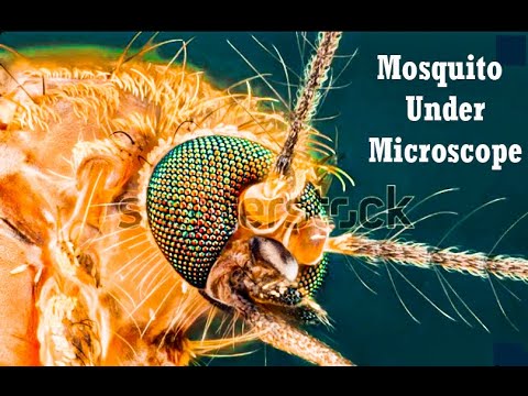 Showing all organs of a mosquito under microscope.