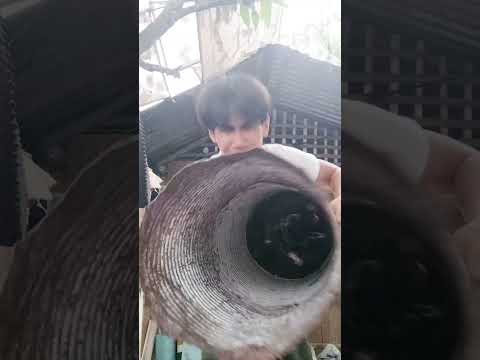 HAHAHA #lantaka #dance #boga #bamboo