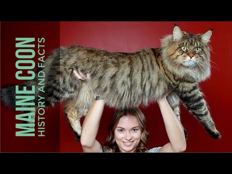 ANIMAL HISTORIES - History and Facts of the Big Maine Coon Cat