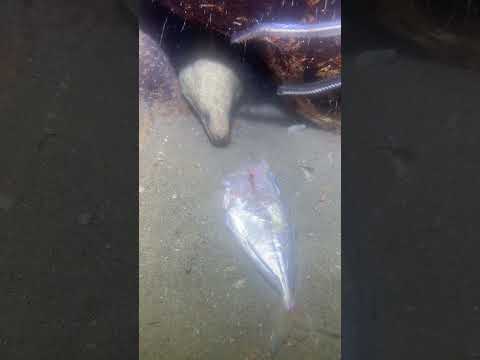 Fishing at the bottom of the sea