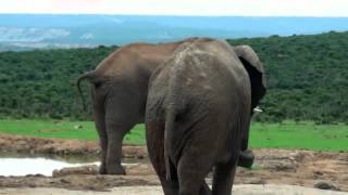 preview picture of video 'Addo Elephant Park March 2012.mp4'